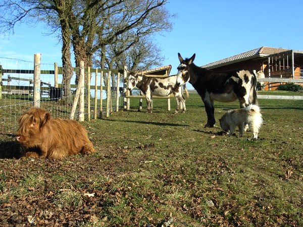 Des �nes, une vache, un chien et un chat se partagent l'espace.