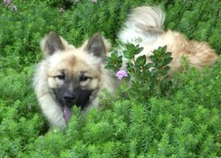 Bora, notre eurasier, ne demande qu'� jouer.