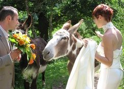 Un mariage russi avec nos animaux.