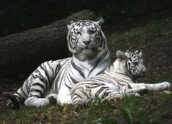 Les 700 animaux du zoo de la Boissire du Dor vous attendent.